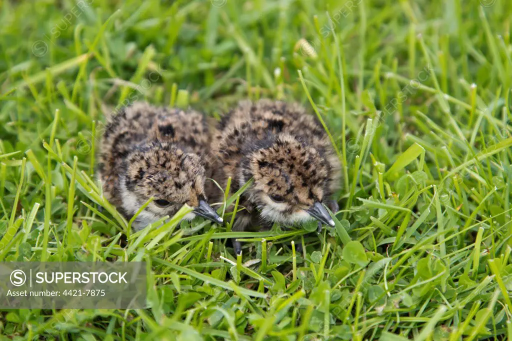 Northern Lapwing (Vanellus vanellus) two chicks, newly hatched with egg tooth, crouching on grazing marsh, Suffolk, England, june