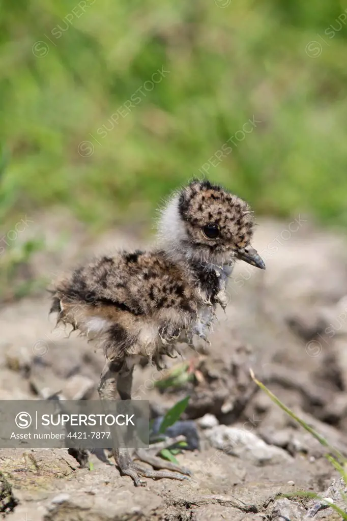 Northern Lapwing (Vanellus vanellus) chick, one-day old, with muddy down, standing on dried mud, Suffolk, England, june