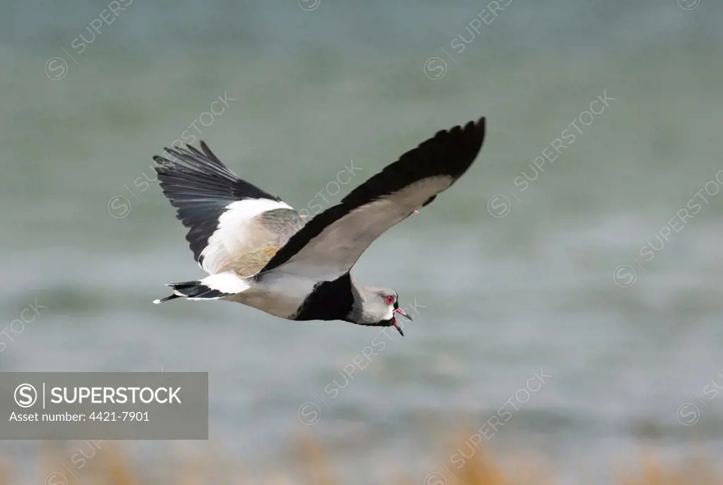 Southern Lapwing (Vanellus chilensis) adult male, calling in flight, Tierra del Fuego, Argentina, november