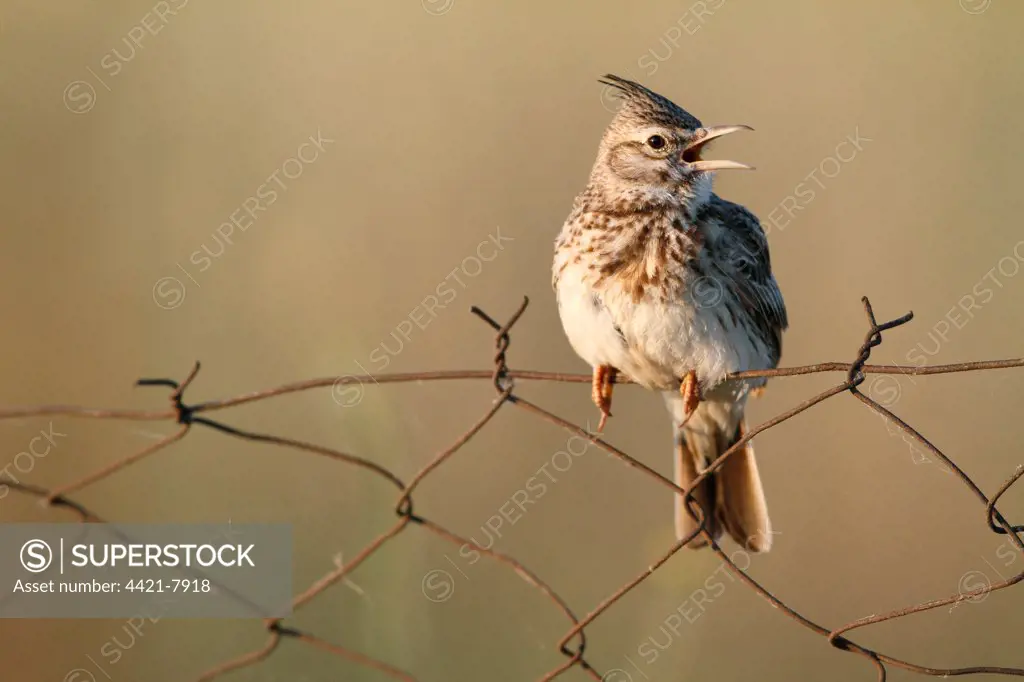 Crested Lark (Galerida cristata) adult, singing, perched on rusty wire netting fence, Lesbos, Greece, may