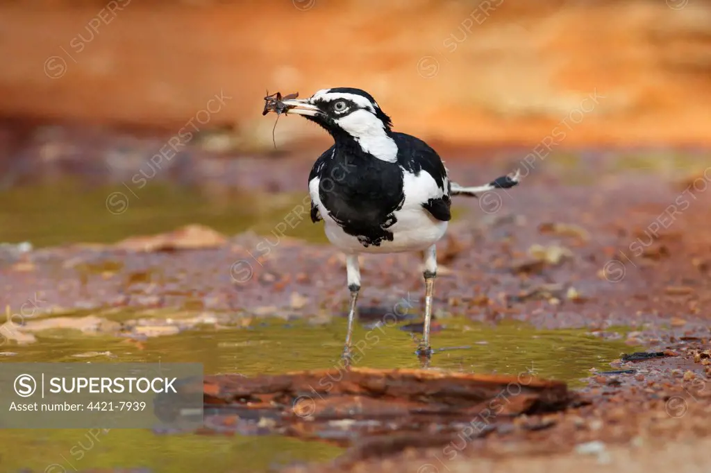 Australian Magpie-lark (Grallina cyanoleuca) adult male, feeding, with insect in beak, standing in puddle, Northern Territory, Australia