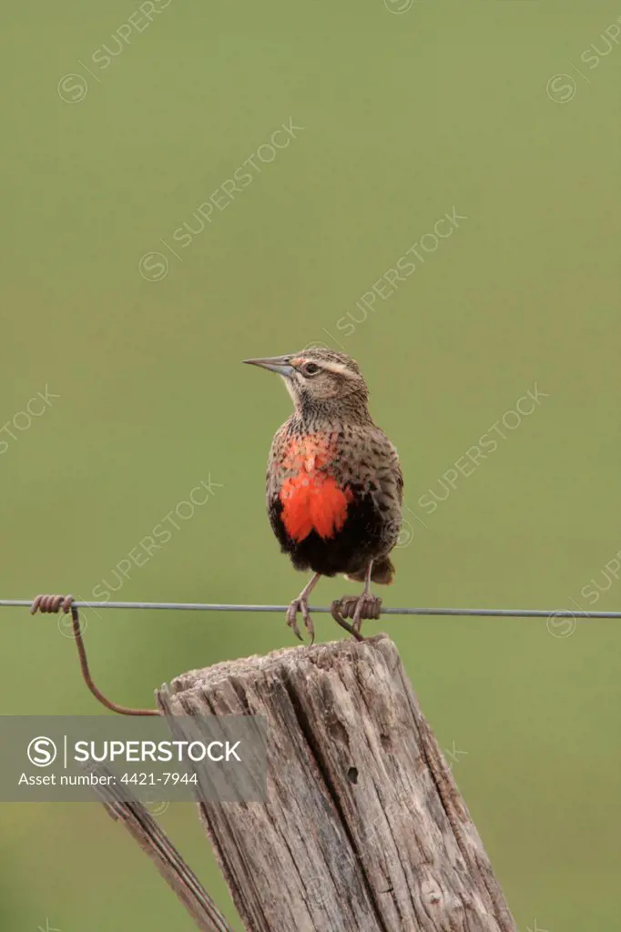 Long-tailed Meadowlark (Sturnella loyca) adult female, perched on wire, Bahia Blanca, Buenos Aires Province, Argentina, september