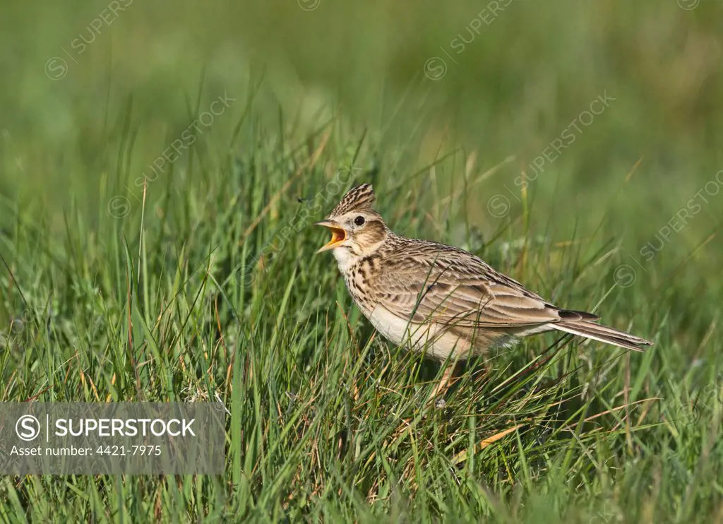 Skylark (Alauda arvensis) adult, singing, standing in grass, Kelling, Norfolk, England, april