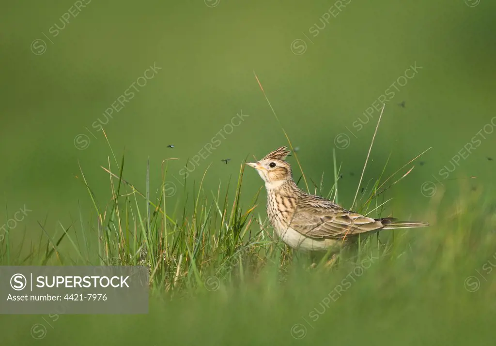 Skylark (Alauda arvensis) adult, standing in grass with insects, Kelling, Norfolk, England, april