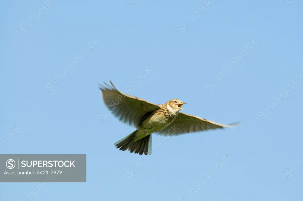 Skylark (Alauda arvensis) adult, in song flight, Kelling, Norfolk, England, april