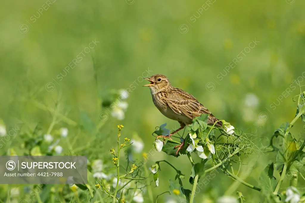 Skylark (Alauda arvensis) adult, singing, perched in pea crop, Warwickshire, England, june