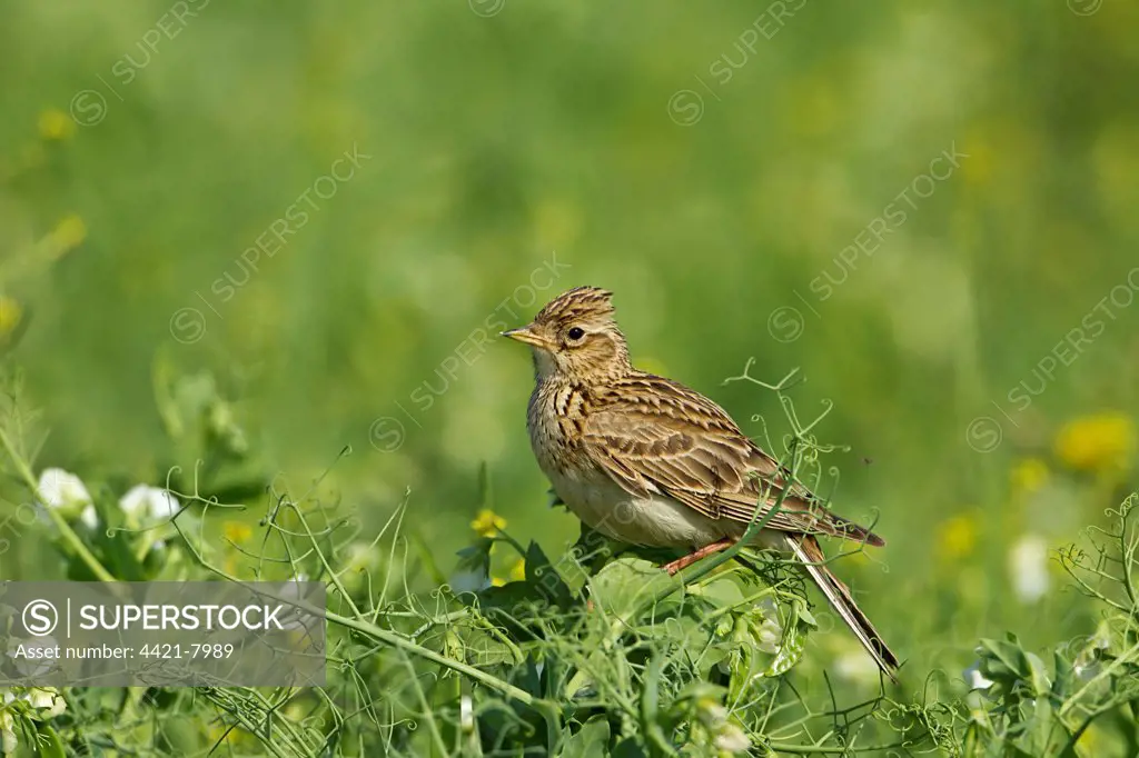 Skylark (Alauda arvensis) adult, perched in pea crop, Warwickshire, England, june