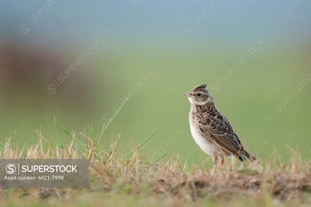 Skylark (Alauda arvensis) juvenile, standing on grass, North Kent Marshes, Isle of Sheppey, Kent, England, may