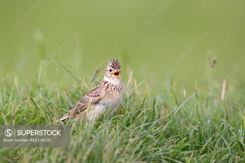 Skylark (Alauda arvensis) adult male, singing, standing on grazing marsh, Suffolk, England, june
