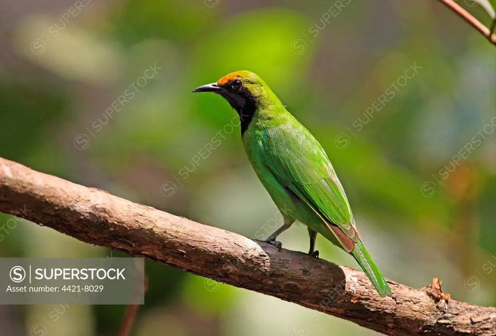 Golden-fronted Leafbird (Chloropsis aurifrons pridii) adult male, perched on branch, Kaeng Krachan N.P., Thailand, february