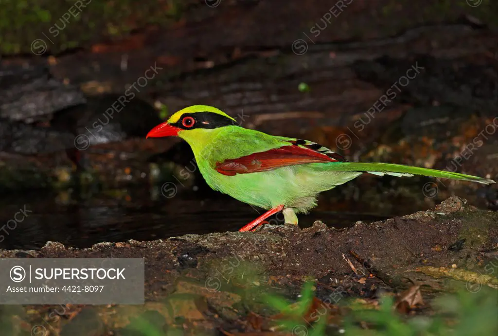 Common Green Magpie (Cissa chinensis chinensis) adult, standing at forest pool, Kaeng Krachan N.P., Thailand, november