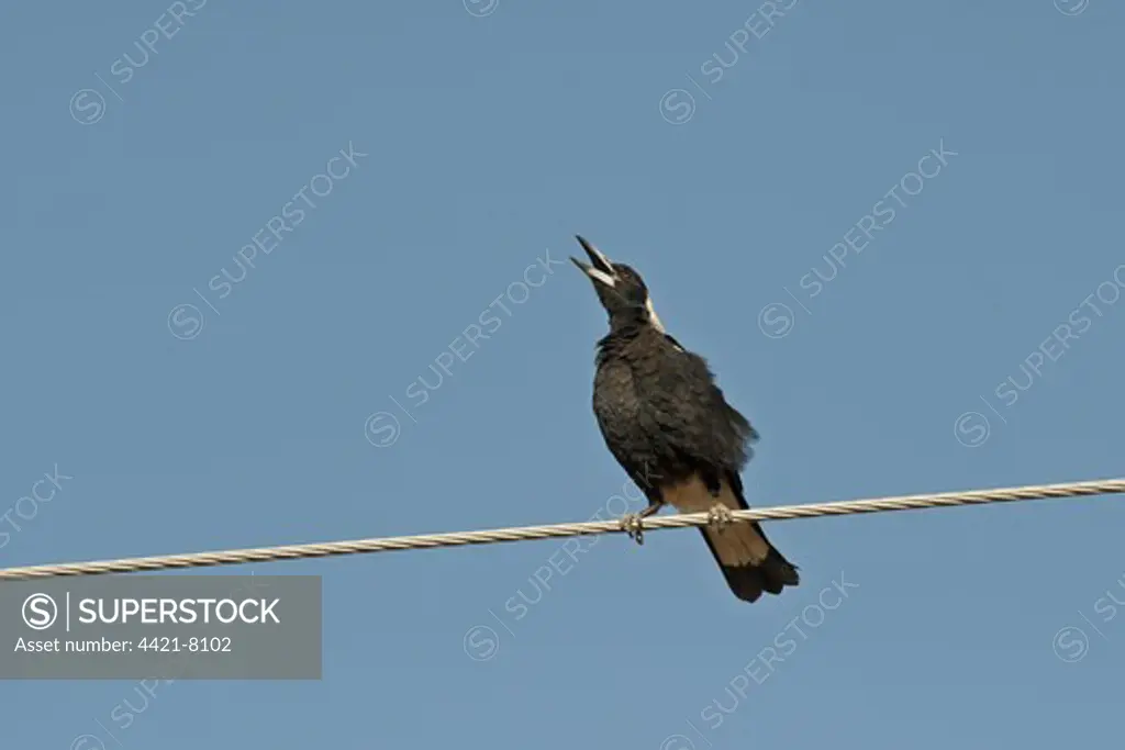 Australasian Magpie (Gymnorhina tibicen) adult, calling, perched on overhead wire, Queensland, Australia