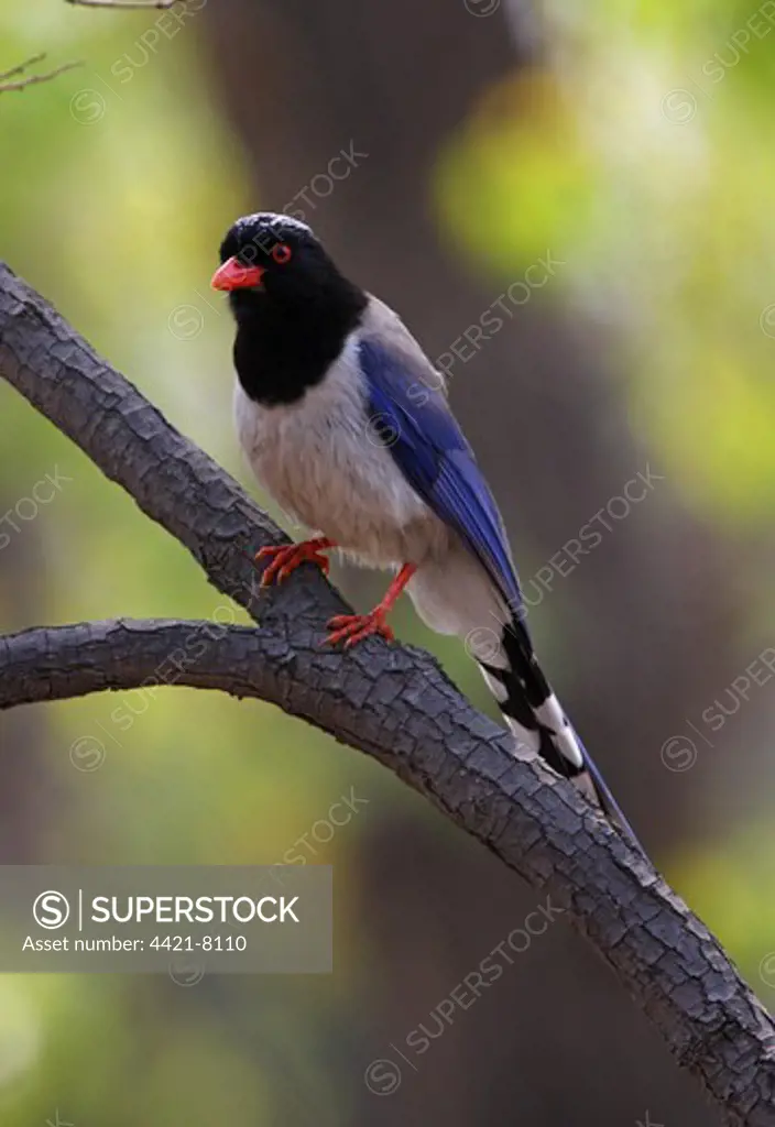 Red-billed Blue Magpie (Urocissa erythrorhyncha brevivexcilla) adult, perched on branch, Beidaihe, Hebei, China, may