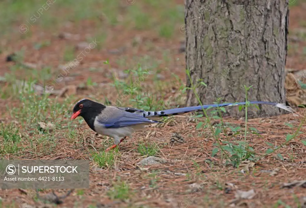 Red-billed Blue Magpie (Urocissa erythrorhyncha brevivexilla) adult, foraging on ground, Beidaihe, Hebei, China, may