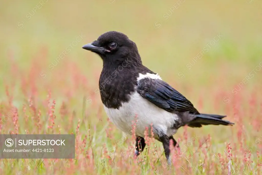 Common Magpie (Pica pica) juvenile, standing on ground, Suffolk, England, june