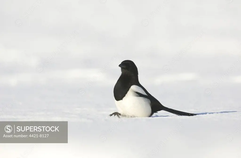 Common Magpie (Pica pica) adult, walking on snow covered ground, Derbyshire, England, winter