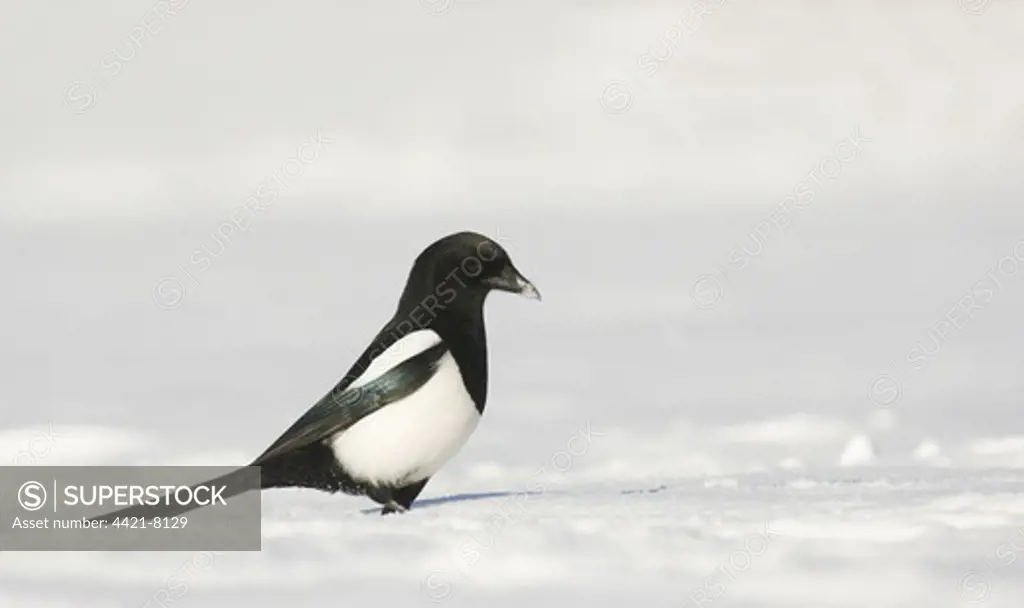 Common Magpie (Pica pica) adult, foraging on snow covered ground, Derbyshire, England, winter