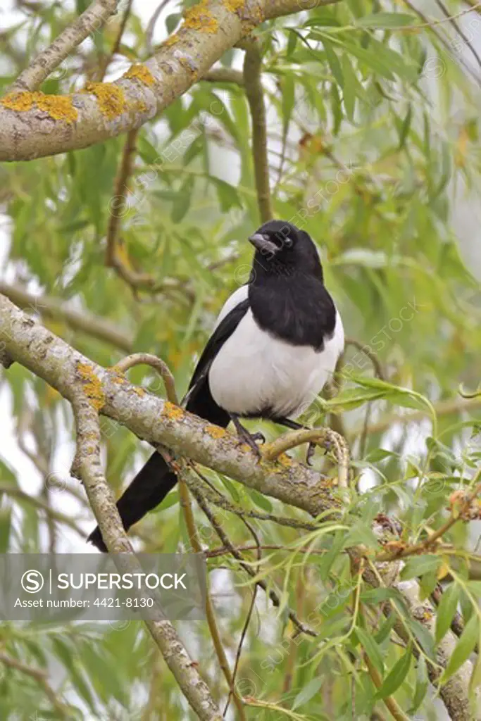 Common Magpie (Pica pica) adult, perched on branch, Pulborough Brooks RSPB Reserve, West Sussex, England, may