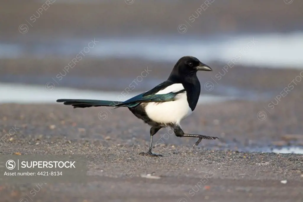 Common Magpie (Pica pica) adult, walking on shore, Suffolk, England, february