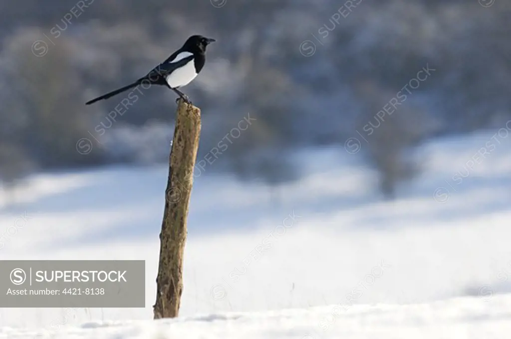 Common Magpie (Pica pica) adult, perched on post in snow, North Downs, Kent, England, february