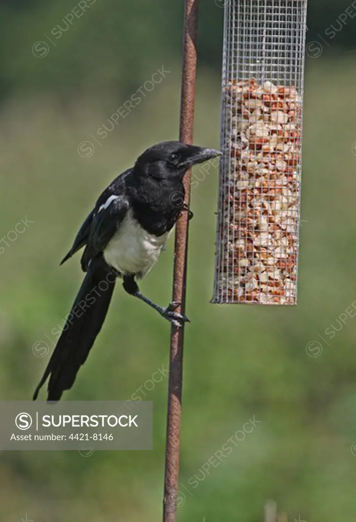 Common Magpie (Pica pica) juvenile, feeding at peanut feeder, Norfolk, England, july