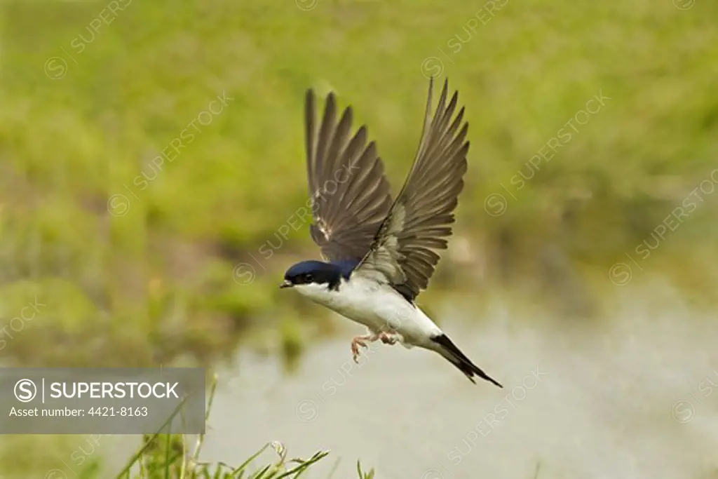 House Martin (Delichon urbica) adult, in flight, collecting mud for nesting material from puddle on farmland, Warwickshire, England, june