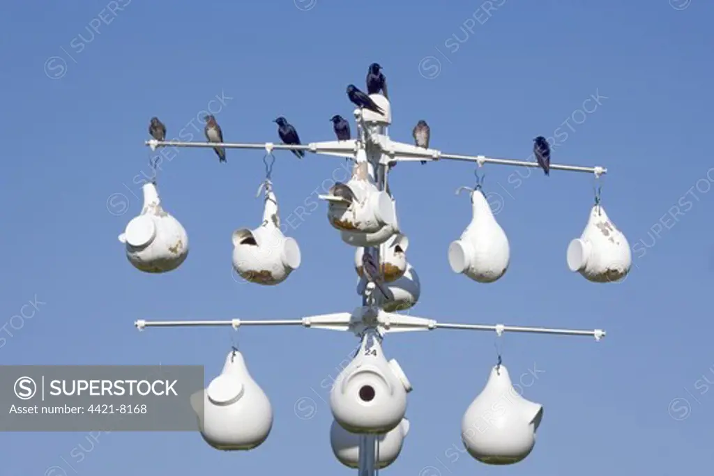 Purple Martin (Progne subis) adult males and females, group perched on gourd artificial nest colony, U.S.A.