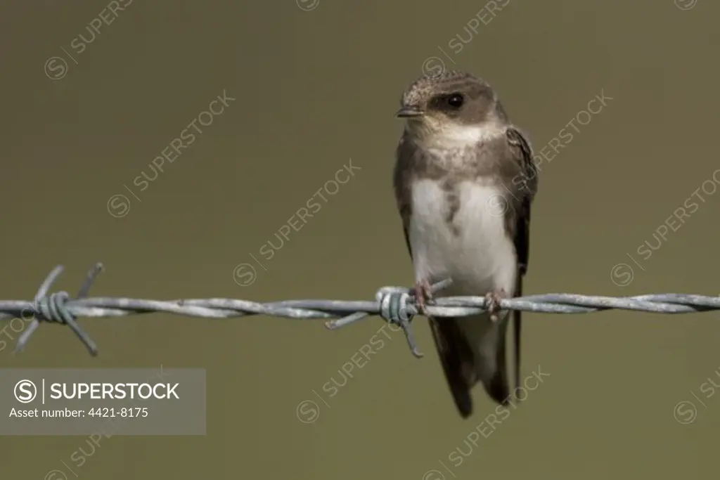 Sand Martin (Riparia riparia) adult, perched on barbed wire, Salthouse, Norfolk, England, august