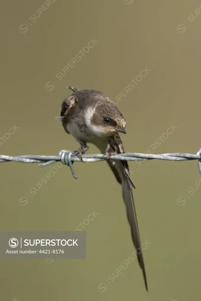 Sand Martin (Riparia riparia) adult, wing stretching, perched on barbed wire, Salthouse, Norfolk, England, august