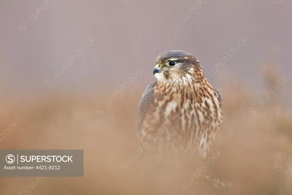 Merlin (Falco columbarius) adult male, standing amongst heather, Scotland, winter, captive