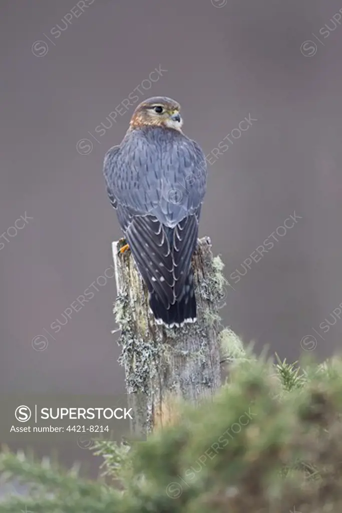 Merlin (Falco columbarius) adult male, perched on post, Scotland, winter, captive