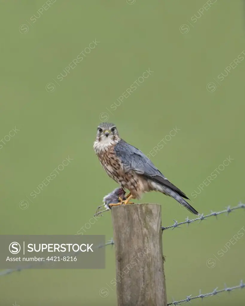 Merlin (Falco columbarius) adult male, perched on fencepost with partly plucked bird prey, England
