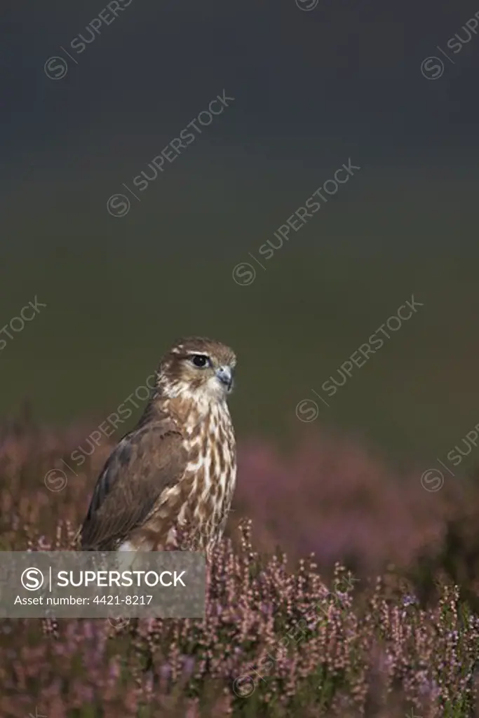 Merlin (Falco columbarius) adult female, standing amongst heather, Powys, Wales, september
