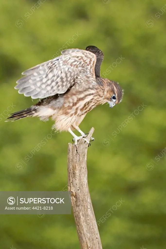 Merlin (Falco columbarius) immature, captive bred, raising wings, perched on stump, England, august