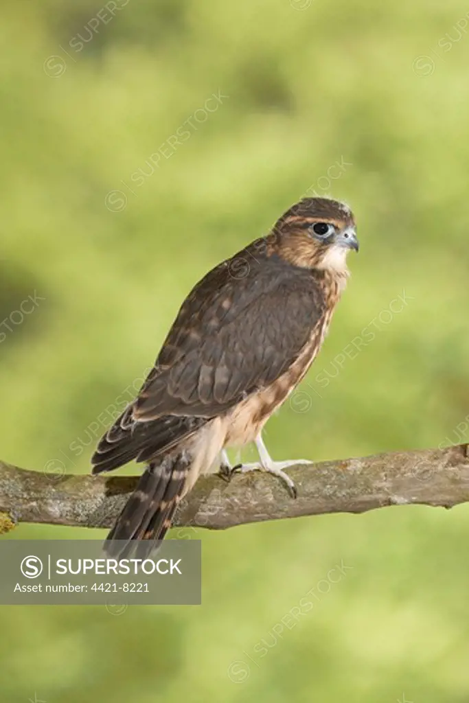 Merlin (Falco columbarius) immature, captive bred, perched on branch, England, august