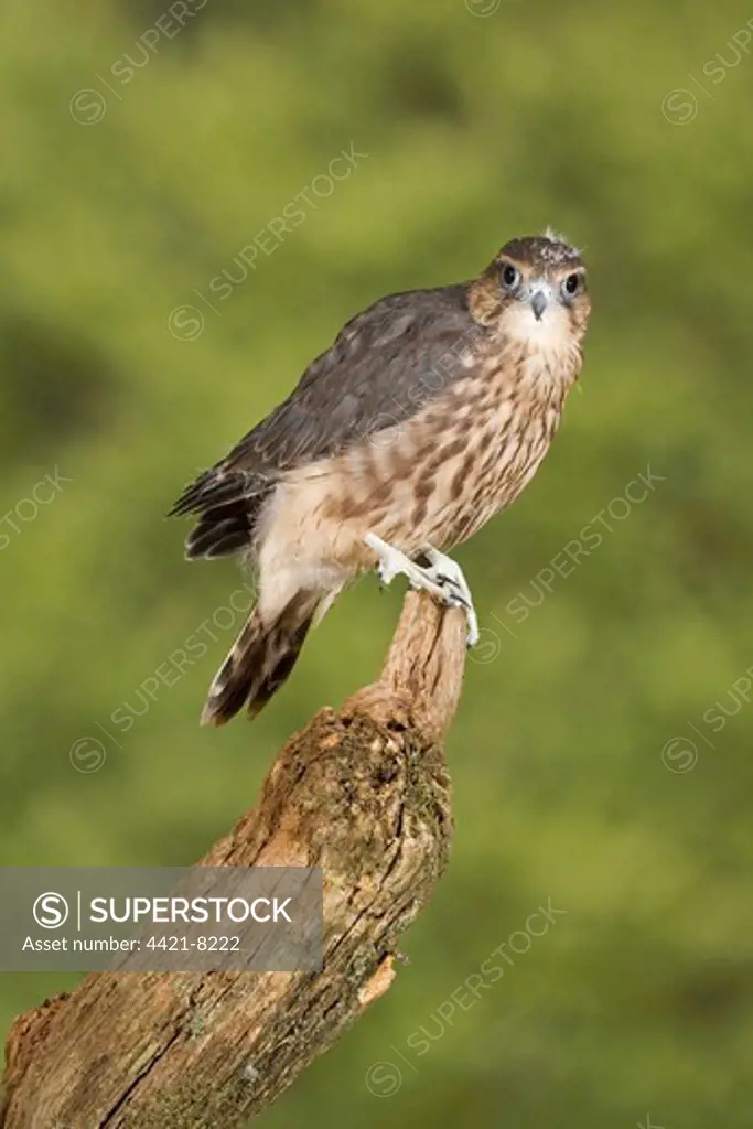 Merlin (Falco columbarius) immature, captive bred, perched on stump, England, august