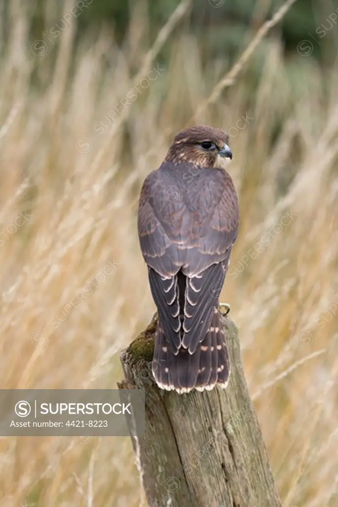 Merlin (Falco columbarius) immature, captive bred, perched on post, England, august