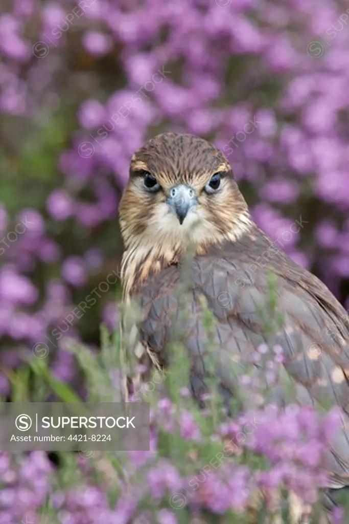Merlin (Falco columbarius) immature, amongst flowering heather, captive