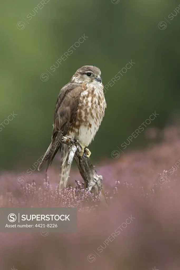 Merlin (Falco columbarius) adult female, perched on stump amongst flowering heather on moorland, Peak District, Derbyshire, England, october