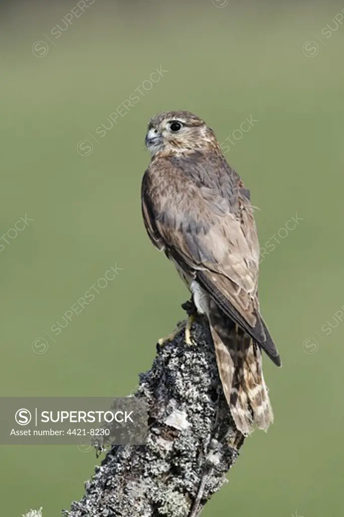 Merlin (Falco columbarius) adult female, perched on stump, England, april (captive)