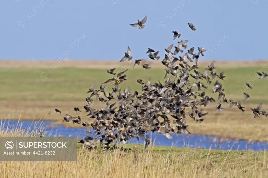 Merlin (Falco columbarius) immature, hunting, chasing Common Starling (Sturnus vulgaris) flock, in flight, Norfolk, England, march
