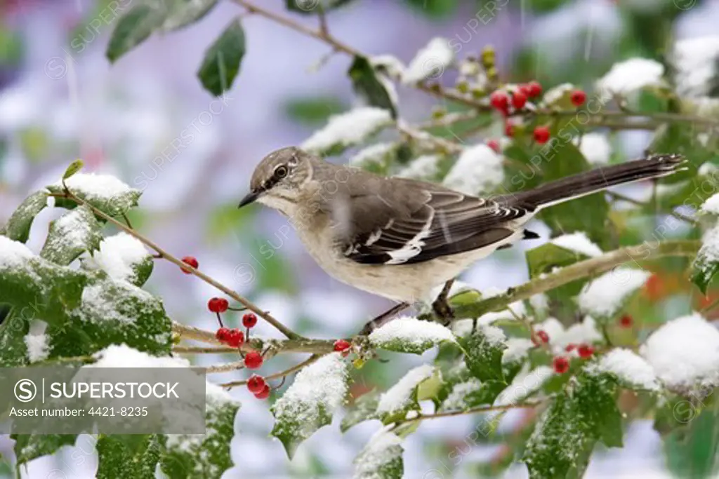 Northern Mockingbird (Mimus polyglottos) adult, perched on holly in snow, U.S.A., winter
