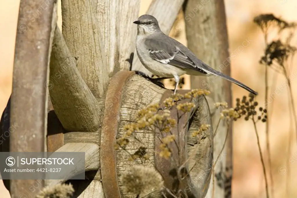 Northern Mockingbird (Mimus polyglottos) adult, perched on old wagon wheel, U.S.A.