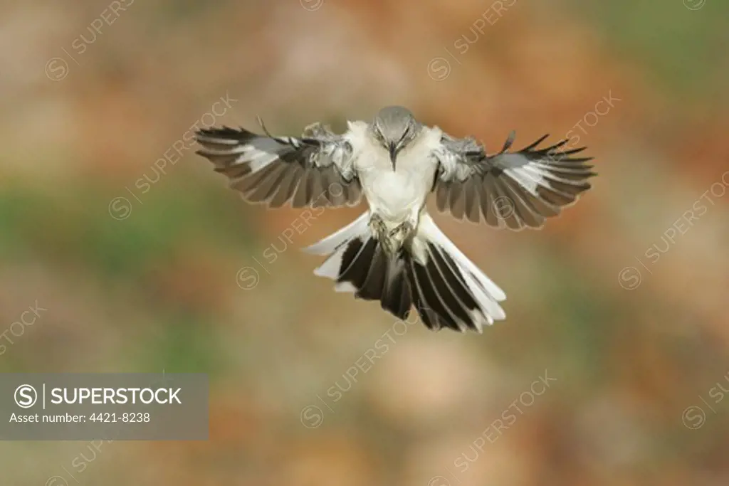 Northern Mockingbird (Mimus polyglottos) adult, in flight, U.S.A.