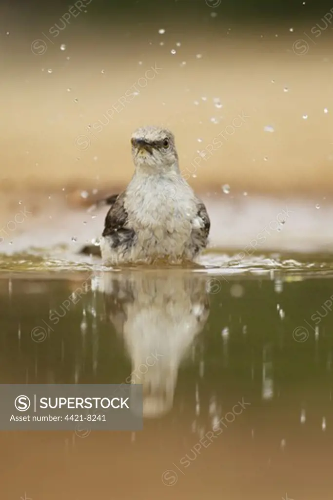 Northern Mockingbird (Mimus polyglottos) adult, bathing in pool, South Texas, U.S.A., may