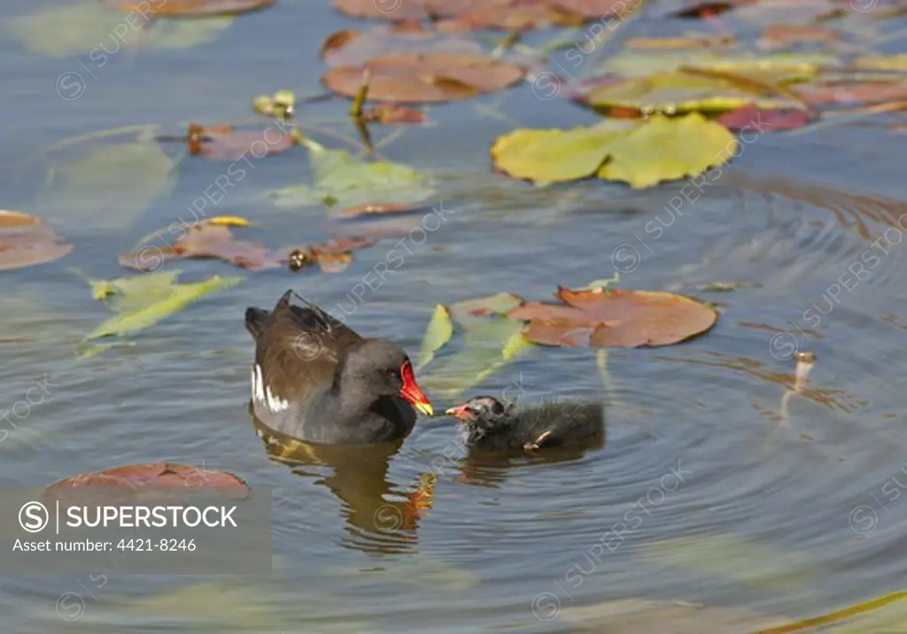 Common Moorhen (Gallinula chloropus) adult feeding chick, swimming on lake with waterlilies, England, april
