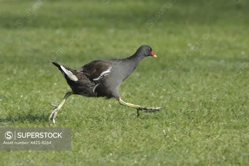 Common Moorhen (Gallinula chloropus) adult, running across grass in park, West Yorkshire, England, july