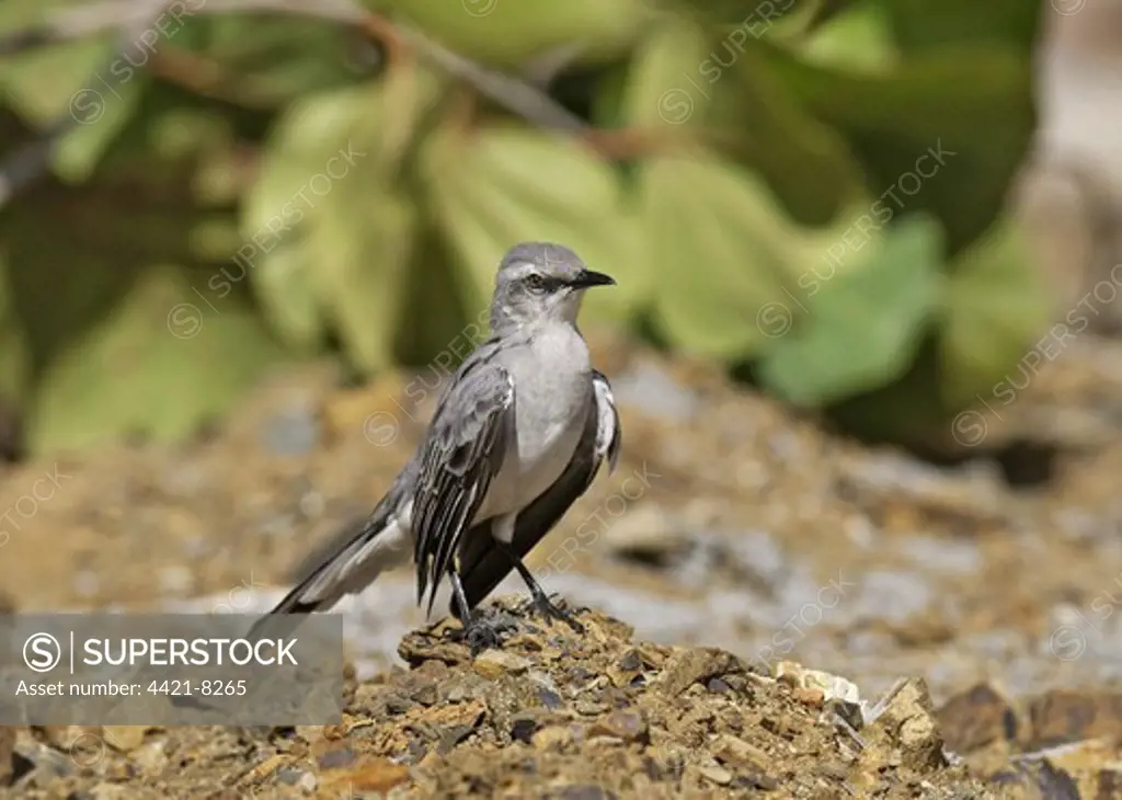 Tropical Mockingbird (Mimus gilvus) adult, standing on small mound of shale, Bonaire, Caribbean
