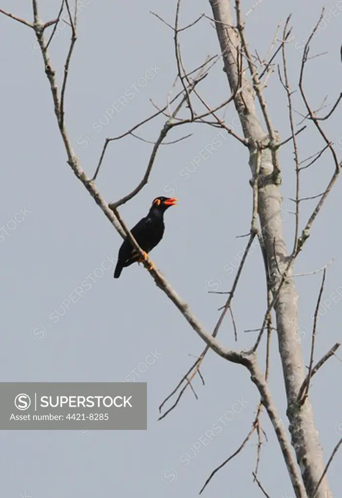 Common Hill Myna (Gracula religiosa religiosa) adult, panting, perched in dead tree, Sabah, Borneo, Malaysia, january