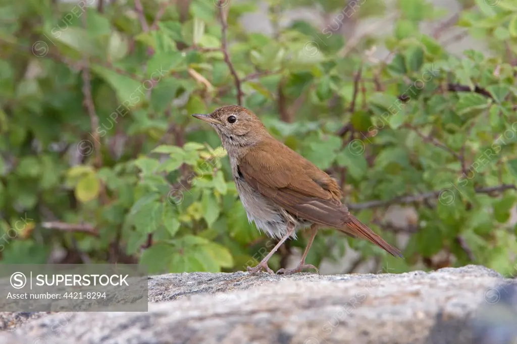 Common Nightingale (Luscinia megarhynchos) adult, standing on stone water trough after bathing, Extremadura, Spain, may